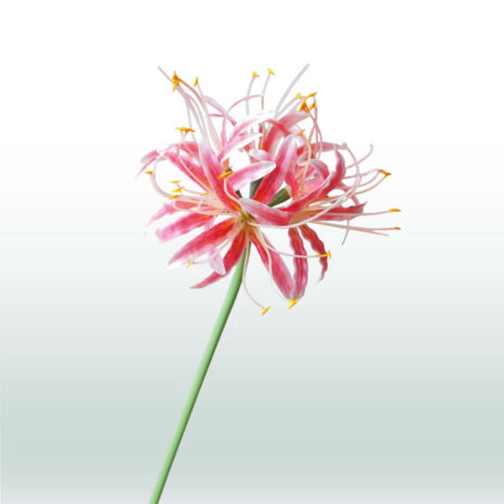 Nerine 70cm - Roze (donker)