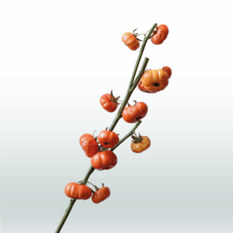 Pompoentak 65cm