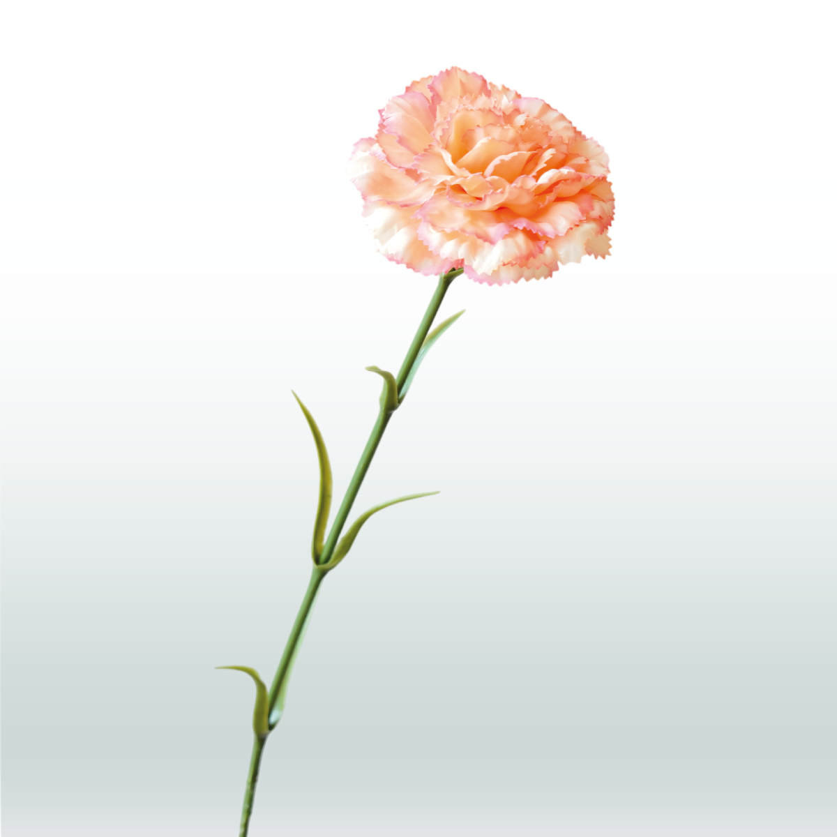 Anjer tak Oranje 65cm