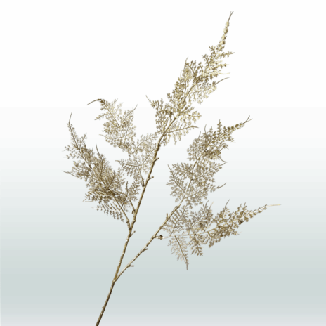 Asparagus 80cm - Goud