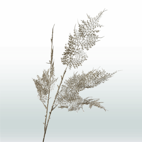 Asparagus 80cm - Koper