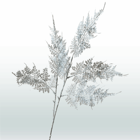 Asparagus 80cm - Zilver