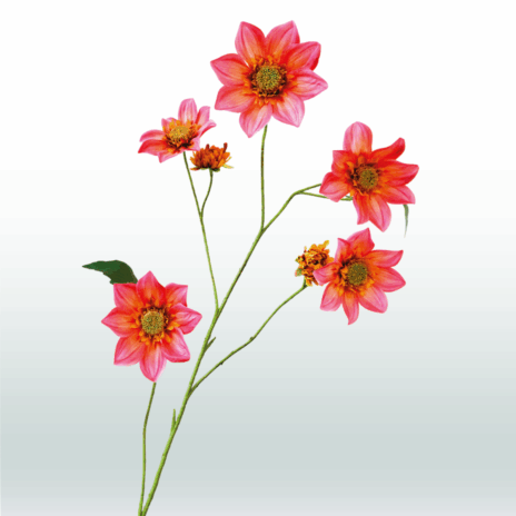 Dahlia 4tak - 108cm