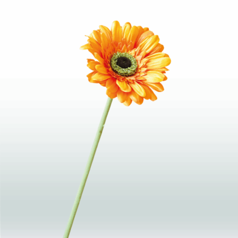Gerbera 60cm - Oranje