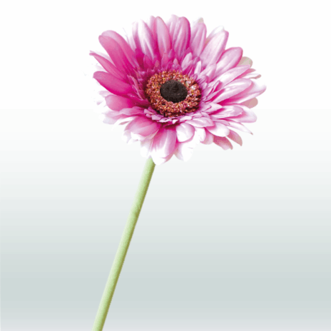 Gerbera 60cm - Paars
