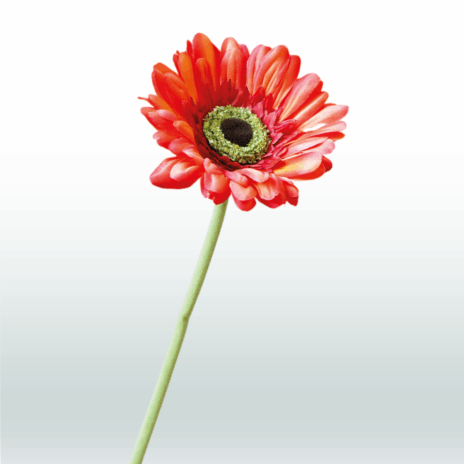 Gerbera 60cm - Rood
