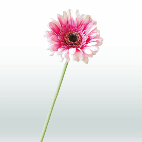 Gerbera 60cm