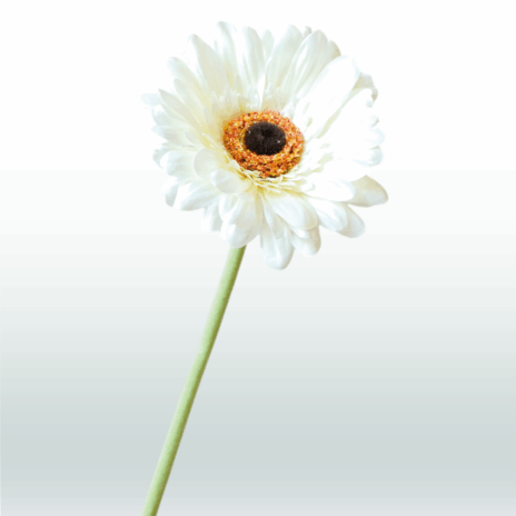 Gerbera 60cm - Wit