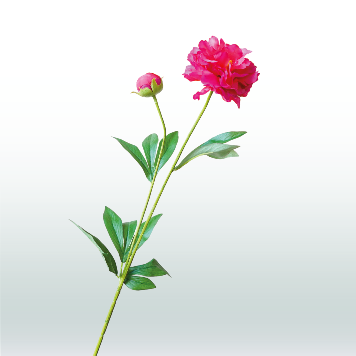 Anjer tak paars 65cm