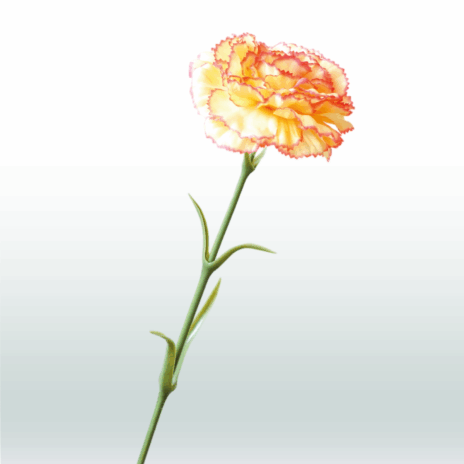 Anjer tak 65cm - Oranje