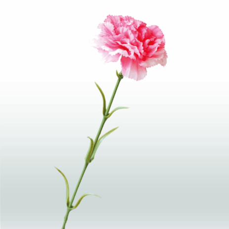 Anjer tak 65cm - Roze