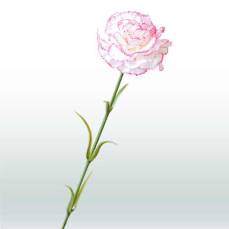 Anjer tak 65cm - Wit-roze