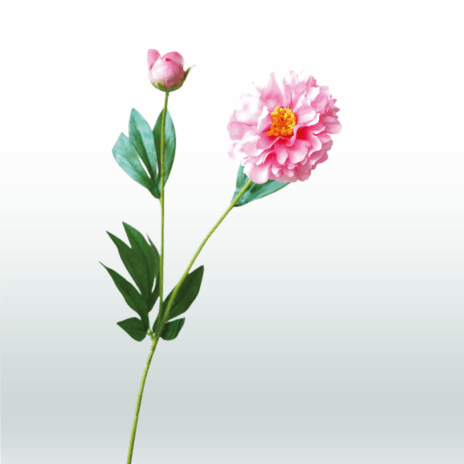 Pioensroos 65cm - Roze