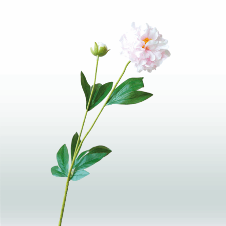 Pioensroos 65cm - Roze (licht)