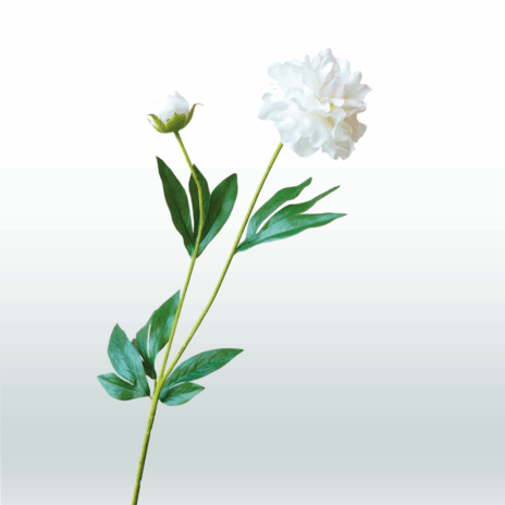 Pioensroos 65cm - Wit