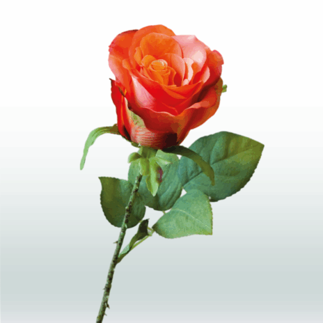 Roos tak 52cm - Oranje