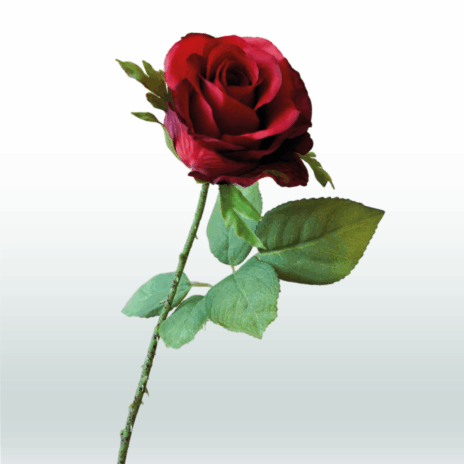 Roos tak 52cm - Rood