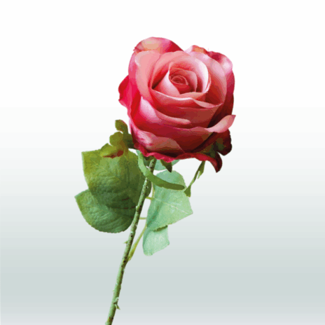 Roos tak 52cm - Roze (donker)