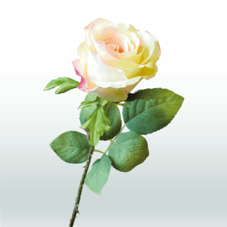 Roos tak 52cm - Wit-roze