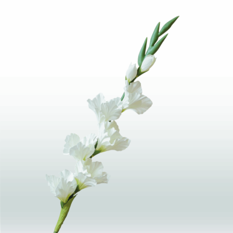 Gladiool 82cm - Wit