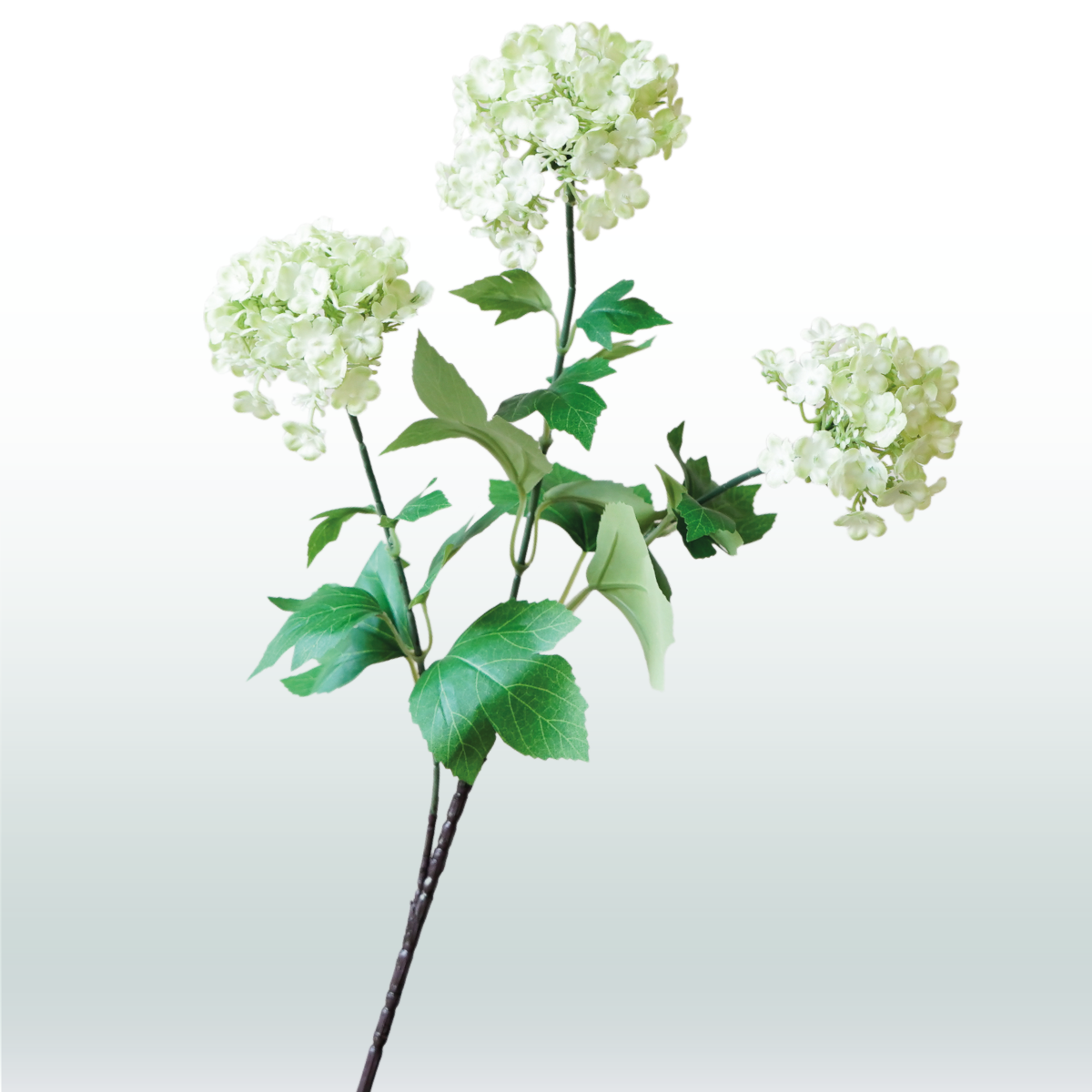 Hortensia 3-tak lichtgroen 68cm