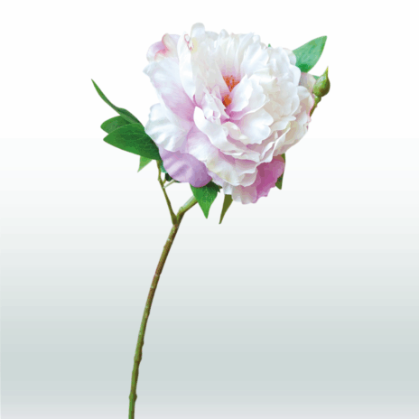 Pioensroos Steel 45cm - Paars (licht)