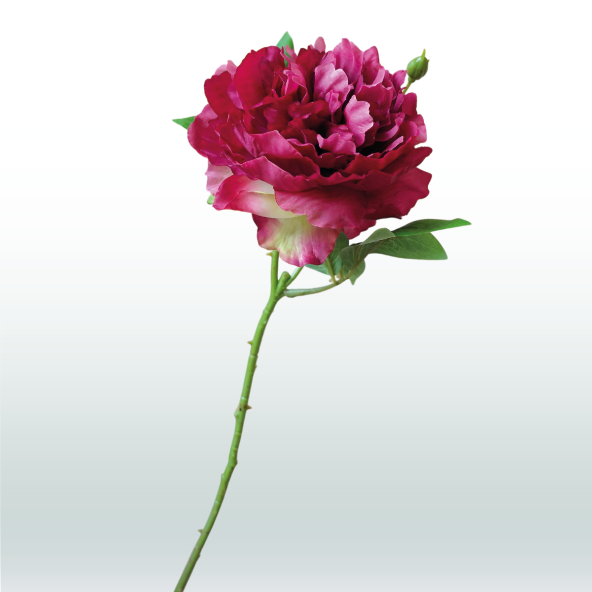 Pioensroos Steel paars 45cm