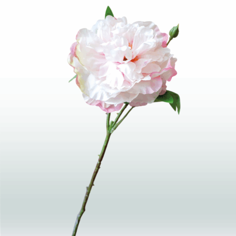 Pioensroos Steel 45cm - Roze (licht)