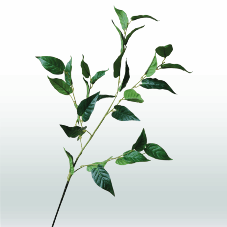 Ficus Tak 108cm