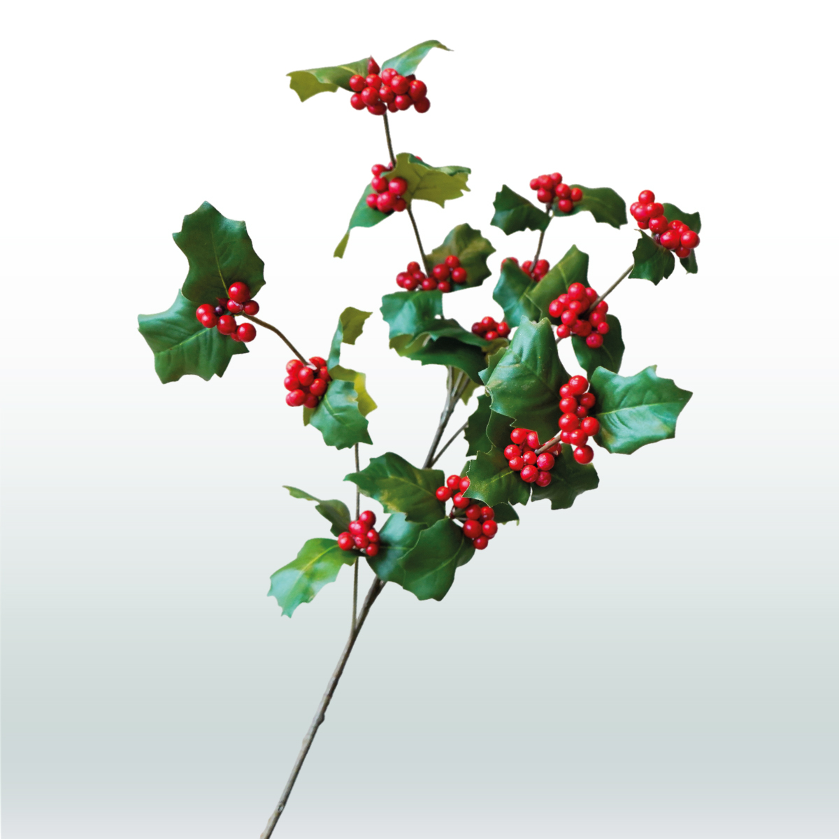 Winterberry Classic 66cm