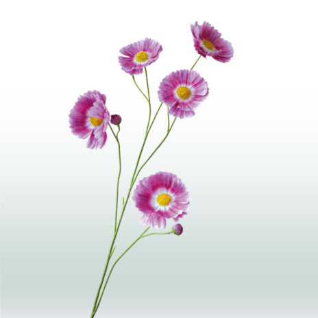 Cosmos bloem 110cm - Paars