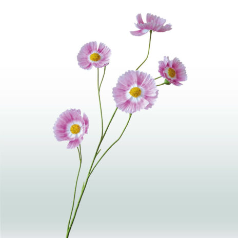 Cosmos bloem 110cm - Paars (licht)
