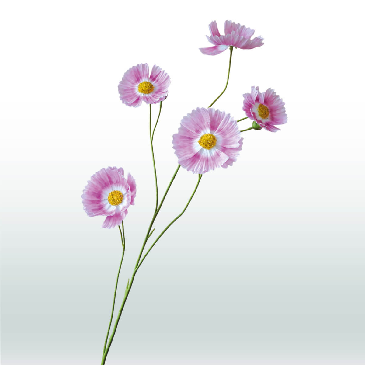 Cosmos bloem 110cm