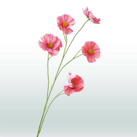 Cosmos bloem 110cm - Roze