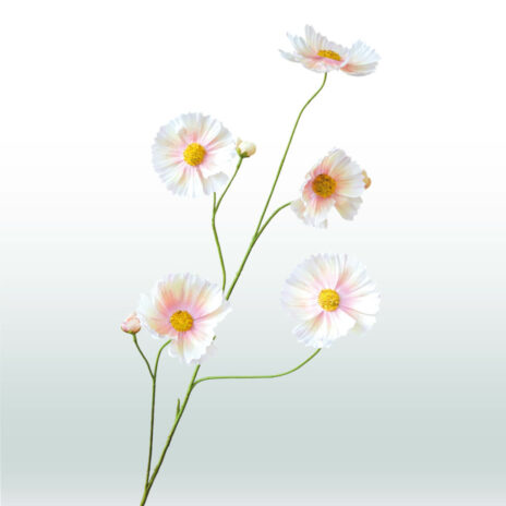Cosmos bloem 110cm - Wit-roze