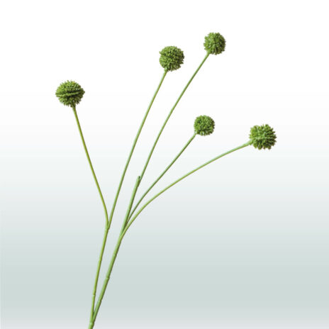 Craspedia 65cm - Groen