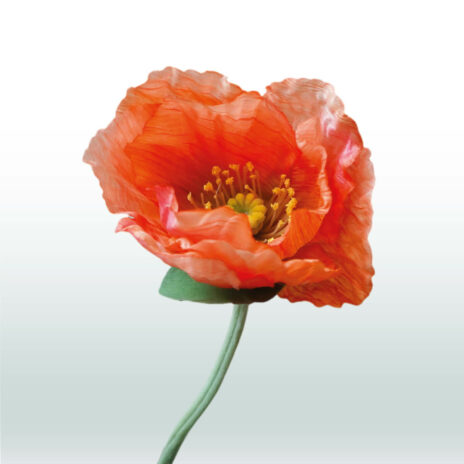 Klaproos Steel 68cm - Oranje