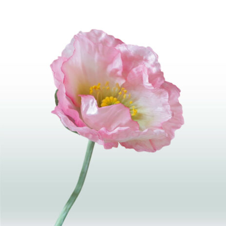 Klaproos Steel 68cm - Roze