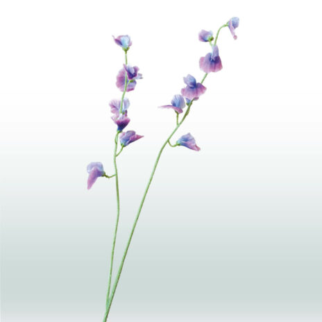 Siererwt 90cm - Paars