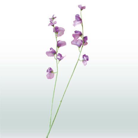 Siererwt 90cm - Paars (licht)