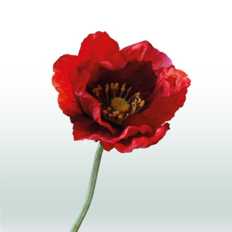 Klaproos Steel 68cm - Rood