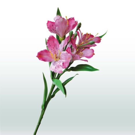 Alstroemeria 62cm - Roze