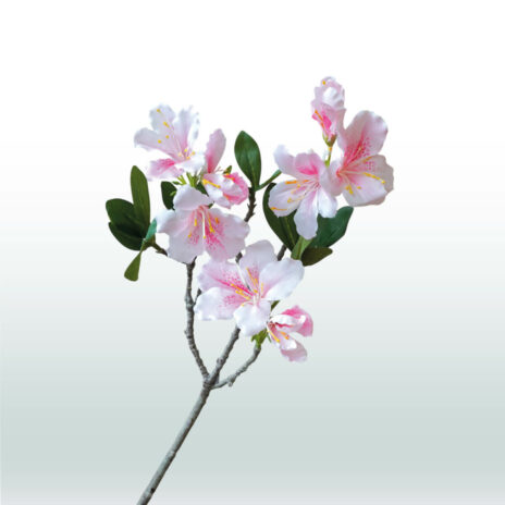 Azalea 66cm - Wit-roze