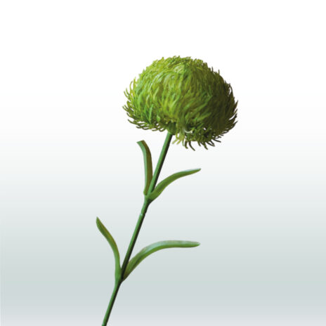 Dianthus 59cm - Groen