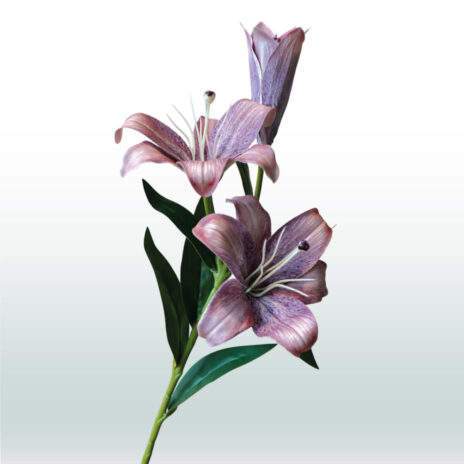 Kleine Lelie 70cm - Paars (licht)
