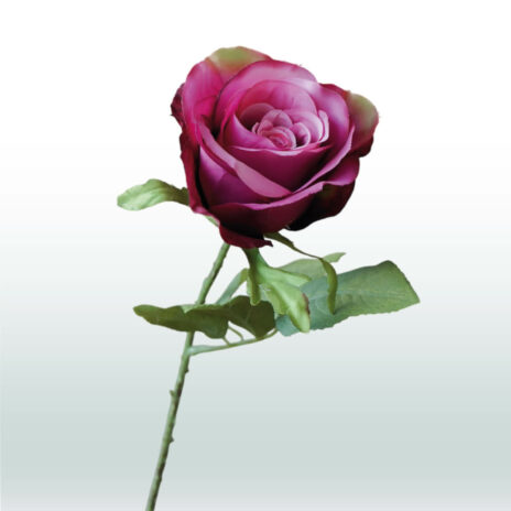 Roos tak 52cm - Paars