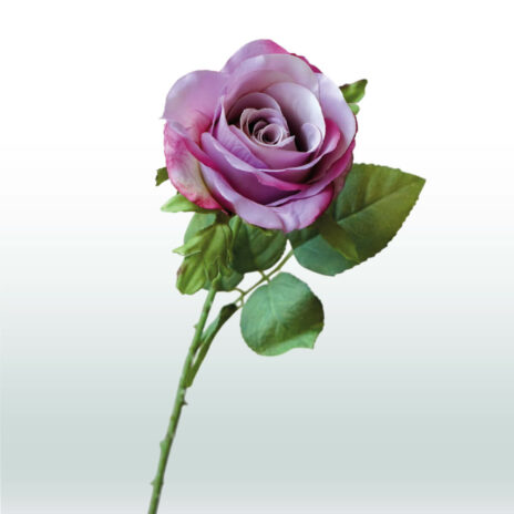 Roos tak 52cm - Paars (donker)