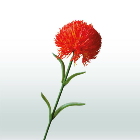Dianthus 59cm - Rood