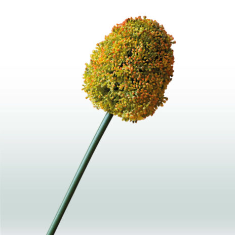 Allium 68cm - Geel