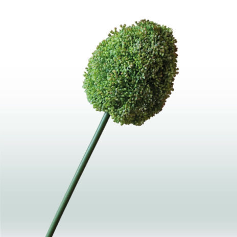 Allium 68cm - Groen